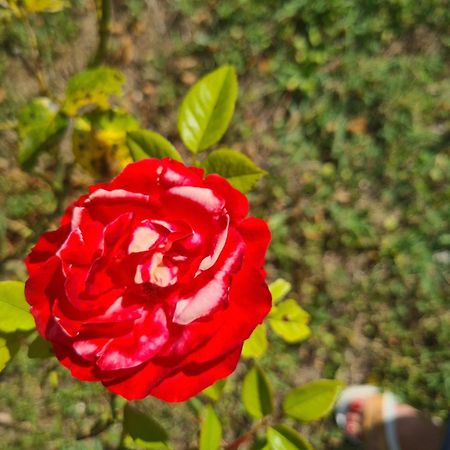 Dolce Alba Bed & Breakfast Montecastrilli Luaran gambar